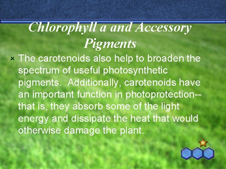 Chlorophyll a and Accessory Pigments û The carotenoids also help to broaden the spectrum