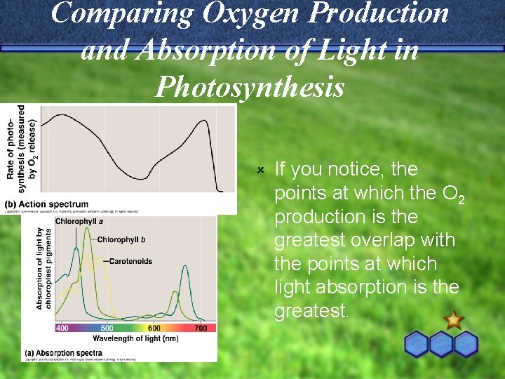 Comparing Oxygen Production and Absorption of Light in Photosynthesis û If you notice, the