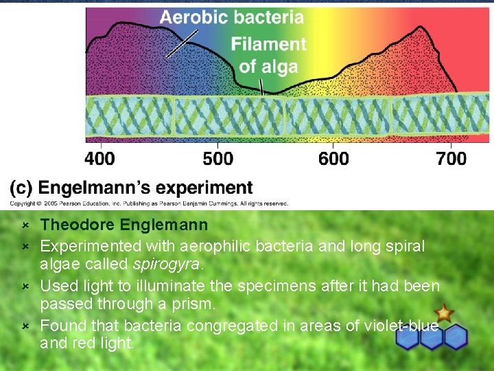 Theodore Englemann û Experimented with aerophilic bacteria and long spiral algae called spirogyra. û