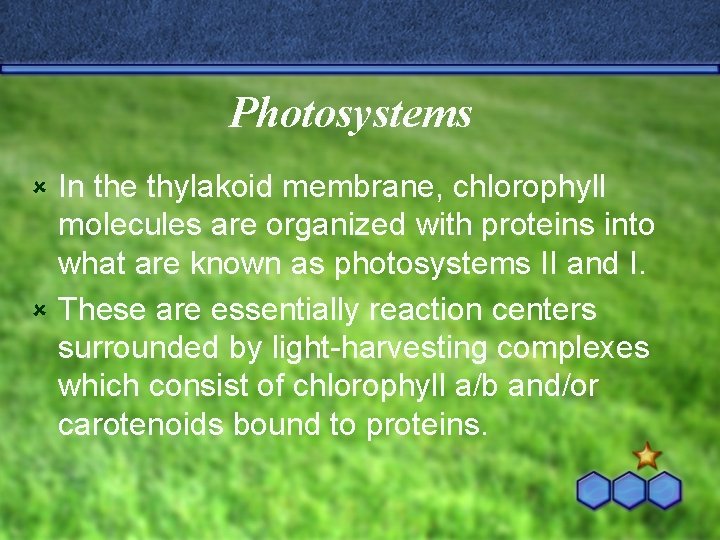 Photosystems In the thylakoid membrane, chlorophyll molecules are organized with proteins into what are