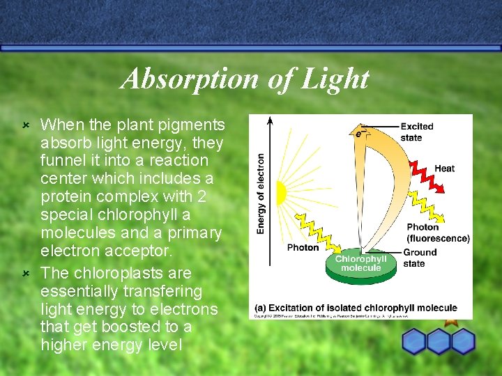 Absorption of Light When the plant pigments absorb light energy, they funnel it into