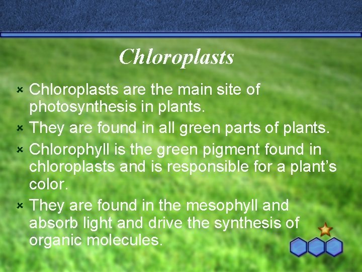 Chloroplasts are the main site of photosynthesis in plants. û They are found in