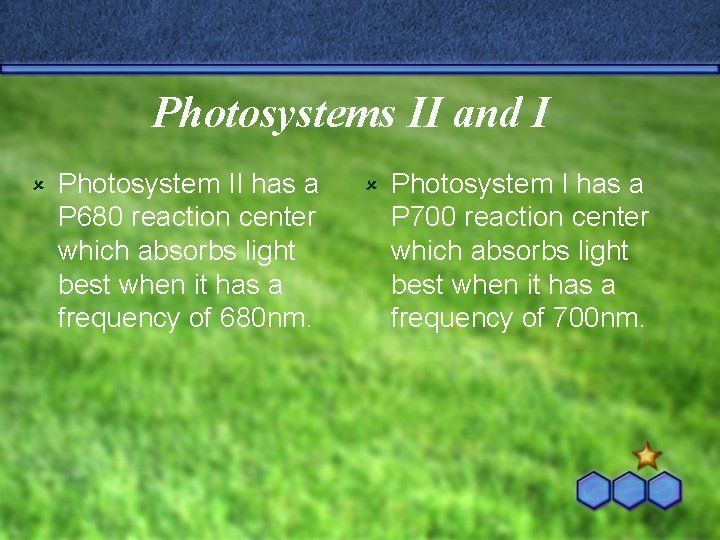 Photosystems II and I û Photosystem II has a P 680 reaction center which