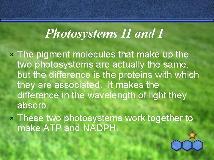 Photosystems II and I The pigment molecules that make up the two photosystems are