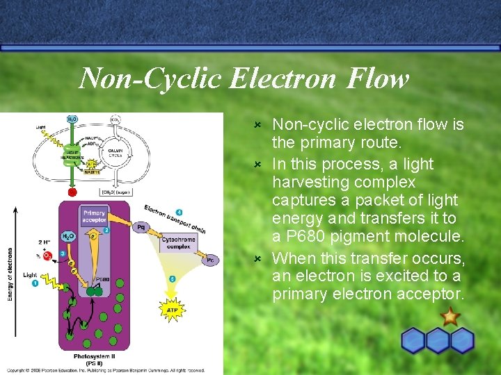 Non-Cyclic Electron Flow Non-cyclic electron flow is the primary route. û In this process,