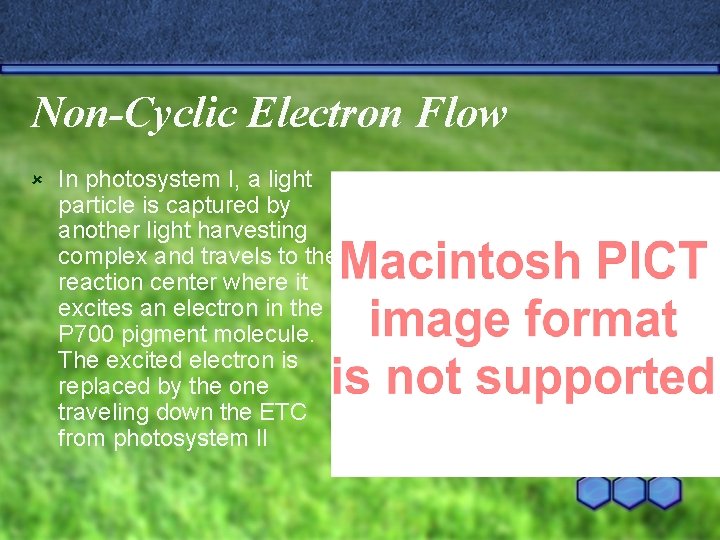 Non-Cyclic Electron Flow û In photosystem I, a light particle is captured by another