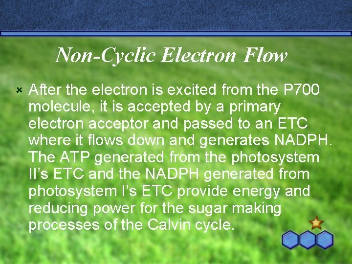 Non-Cyclic Electron Flow û After the electron is excited from the P 700 molecule,