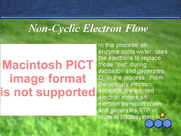 Non-Cyclic Electron Flow û In this process, an enzyme splits water, uses the electrons