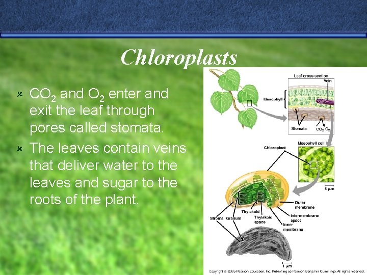 Chloroplasts CO 2 and O 2 enter and exit the leaf through pores called