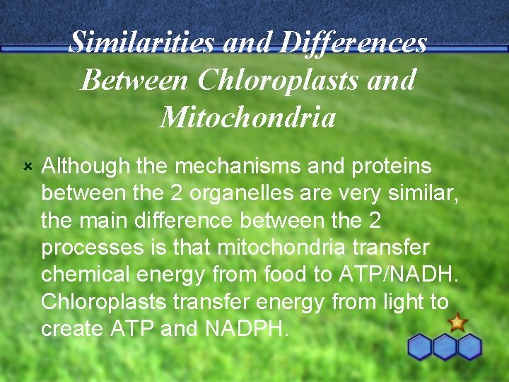 Similarities and Differences Between Chloroplasts and Mitochondria û Although the mechanisms and proteins between