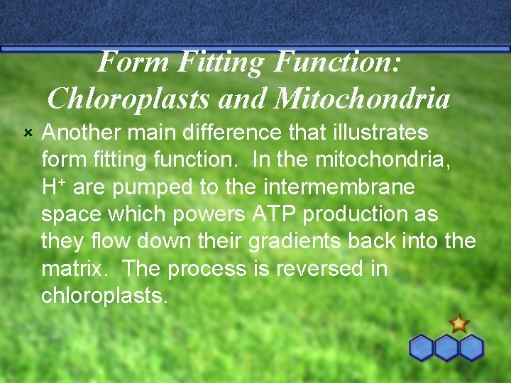 Form Fitting Function: Chloroplasts and Mitochondria û Another main difference that illustrates form fitting