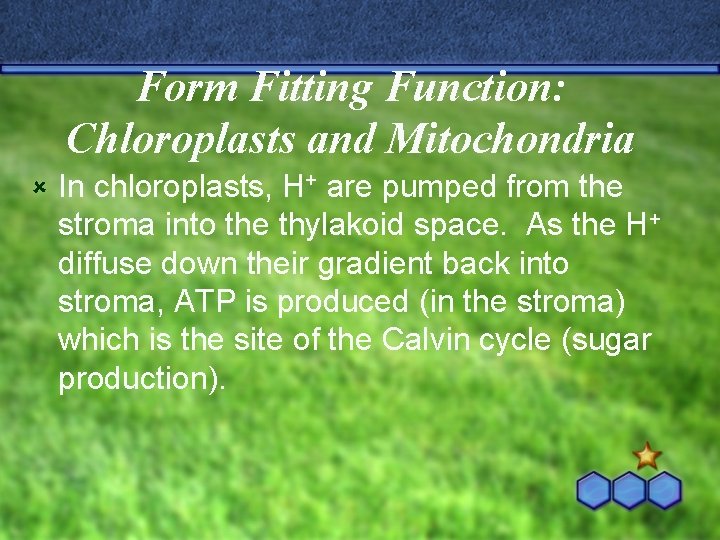 Form Fitting Function: Chloroplasts and Mitochondria û In chloroplasts, H+ are pumped from the