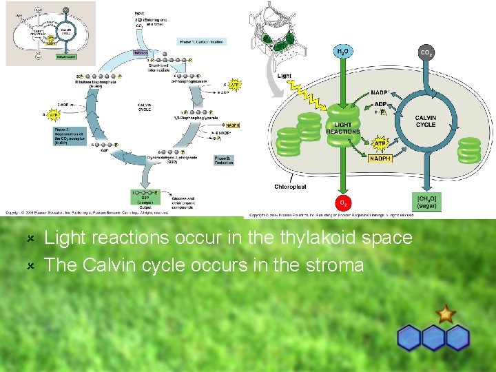 Light reactions occur in the thylakoid space û The Calvin cycle occurs in the