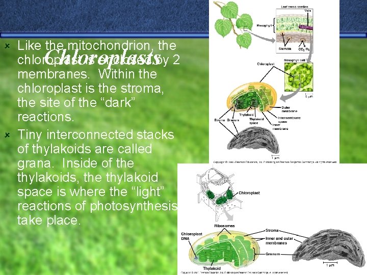 Like the mitochondrion, the chloroplast is enclosed by 2 membranes. Within the chloroplast is