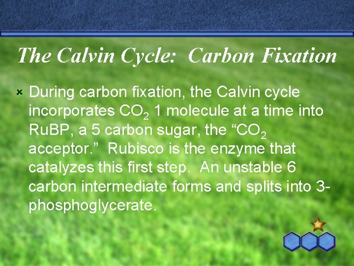 The Calvin Cycle: Carbon Fixation û During carbon fixation, the Calvin cycle incorporates CO