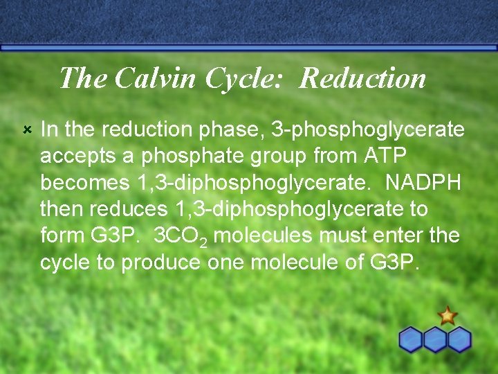 The Calvin Cycle: Reduction û In the reduction phase, 3 -phosphoglycerate accepts a phosphate