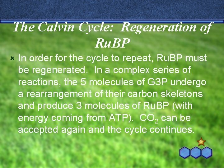 The Calvin Cycle: Regeneration of Ru. BP û In order for the cycle to