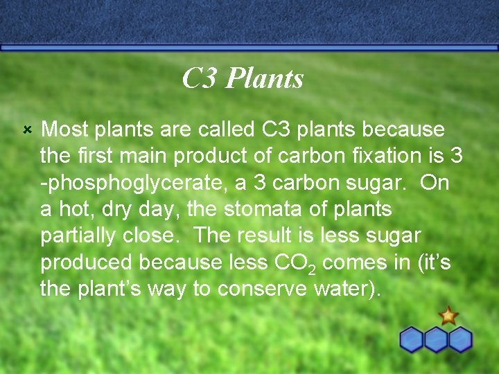 C 3 Plants û Most plants are called C 3 plants because the first