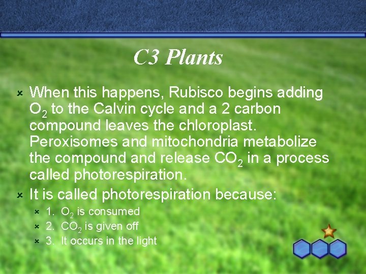 C 3 Plants When this happens, Rubisco begins adding O 2 to the Calvin