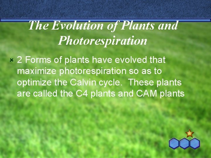 The Evolution of Plants and Photorespiration û 2 Forms of plants have evolved that