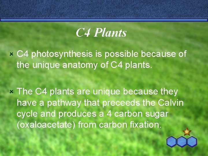 C 4 Plants û C 4 photosynthesis is possible because of the unique anatomy