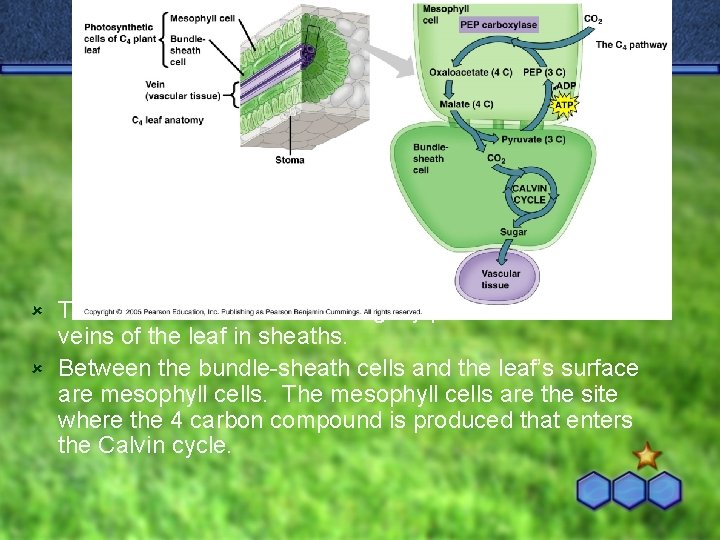 The bundle-sheath cells are tightly packed around the veins of the leaf in sheaths.