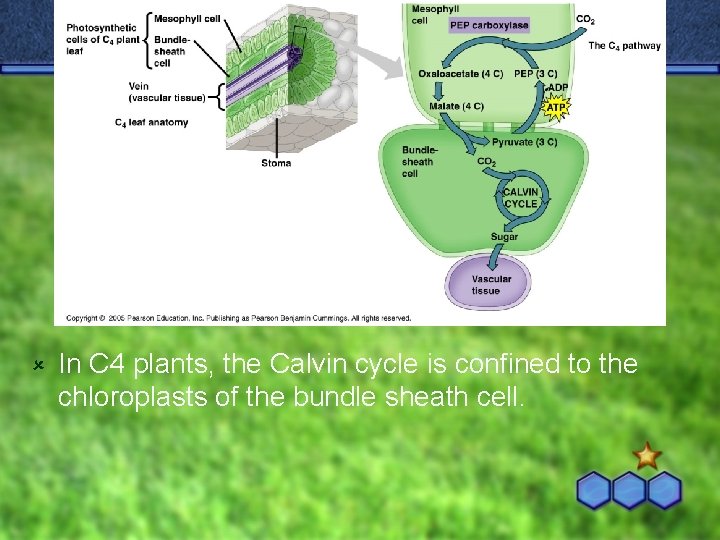 û In C 4 plants, the Calvin cycle is confined to the chloroplasts of