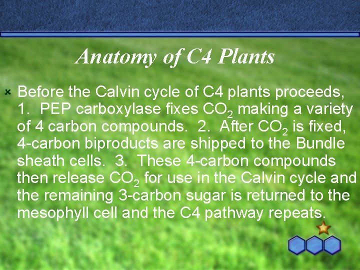 Anatomy of C 4 Plants û Before the Calvin cycle of C 4 plants