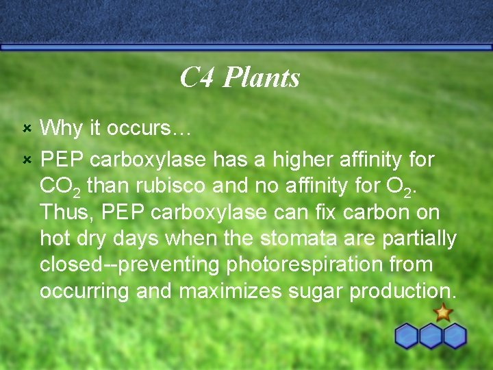 C 4 Plants Why it occurs… û PEP carboxylase has a higher affinity for