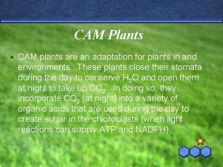 CAM Plants û CAM plants are an adaptation for plants in arid environments. These