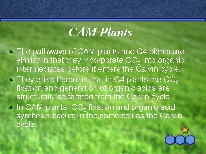 CAM Plants The pathways of CAM plants and C 4 plants are similar in
