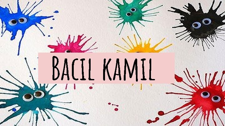 Bacil kamil 