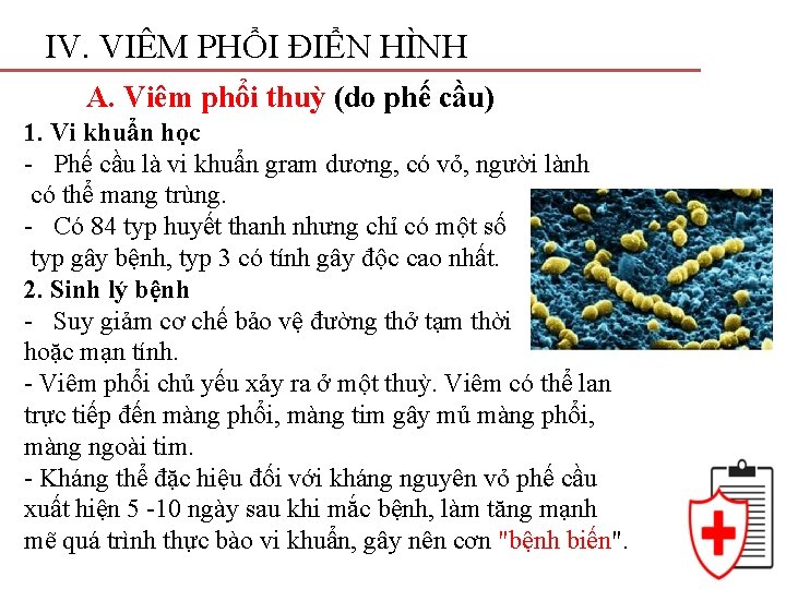 IV. VIÊM PHỔI ĐIỂN HÌNH A. Viêm phổi thuỳ (do phế cầu) 1. Vi