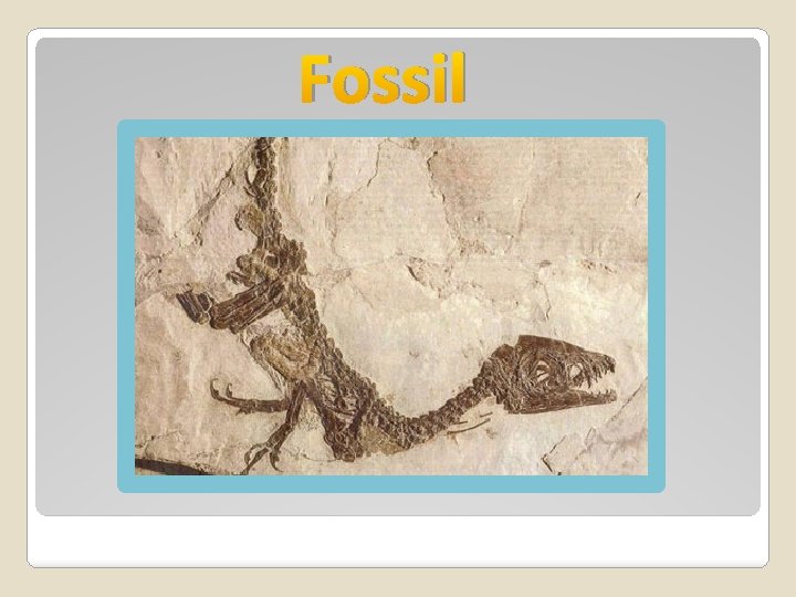 Fossil 