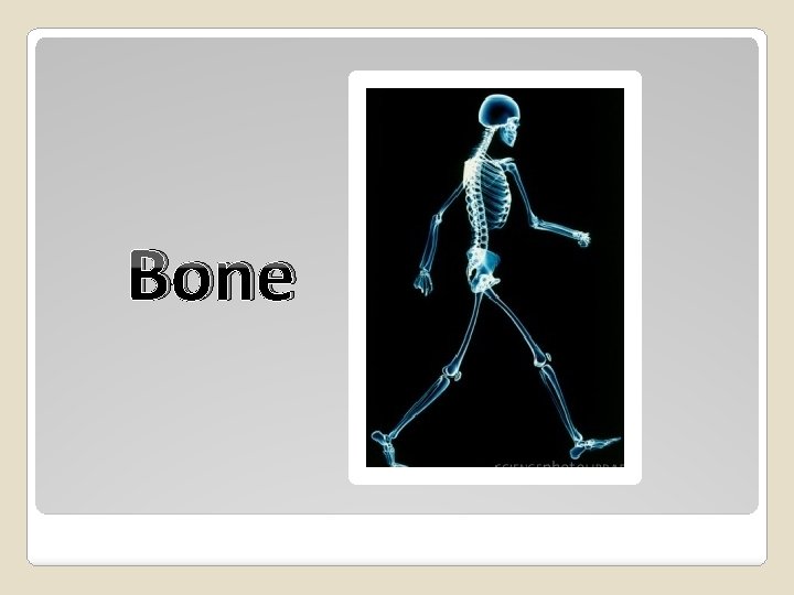Bone 