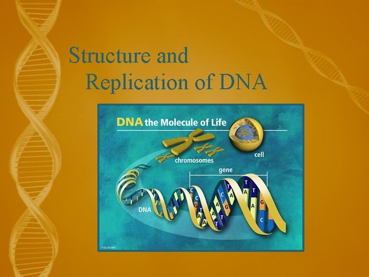 Structure and Replication of DNA 