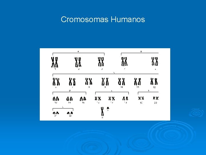 Cromosomas Humanos 