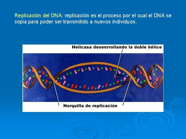 Replicación del DNA: replicación es el proceso por el cual el DNA se copia