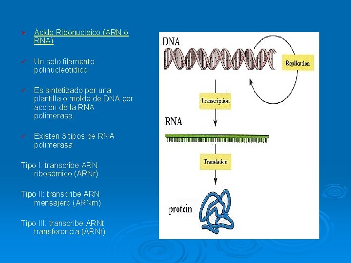 Ø Ácido Ribonucleico (ARN o RNA) ü Un solo filamento polinucleotidico. ü Es sintetizado