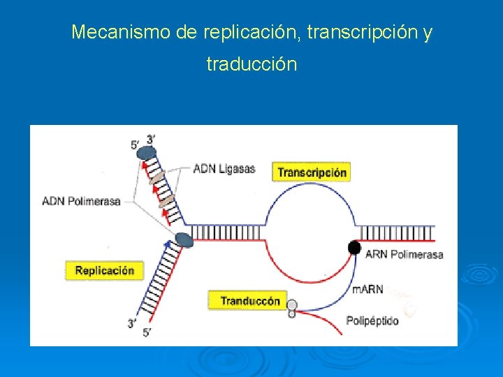 Mecanismo de replicación, transcripción y traducción 