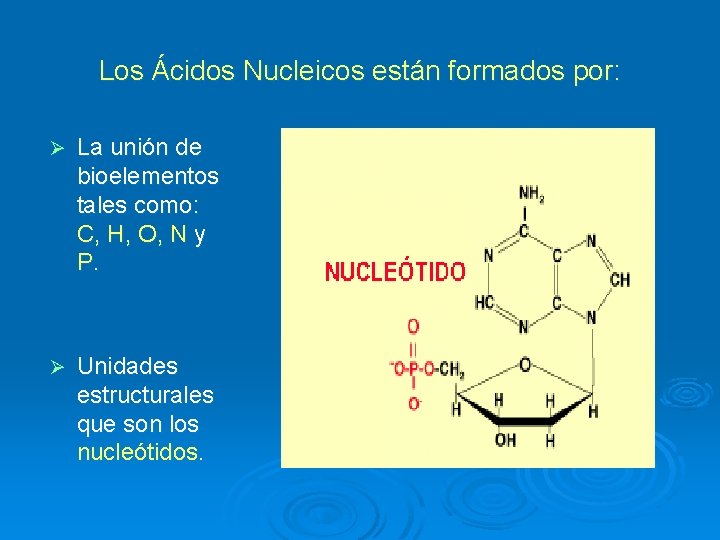 Los Ácidos Nucleicos están formados por: Ø La unión de bioelementos tales como: C,