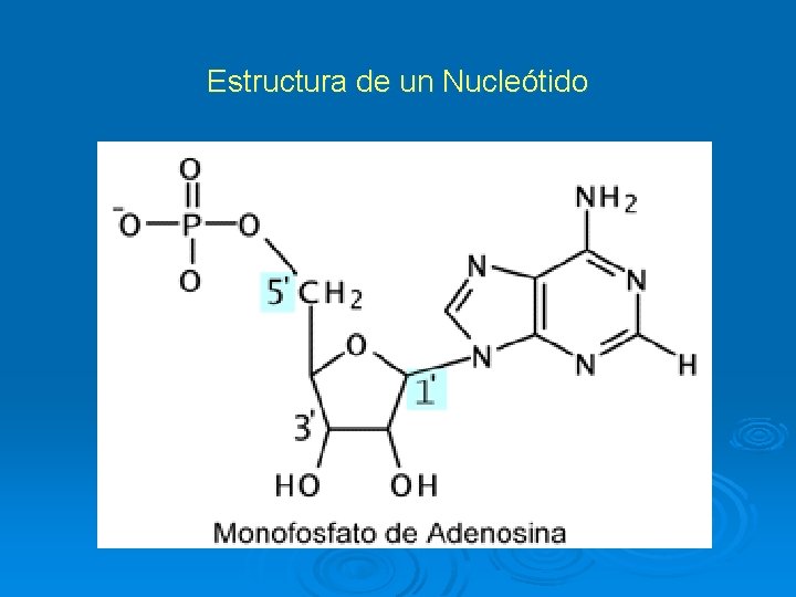 Estructura de un Nucleótido 