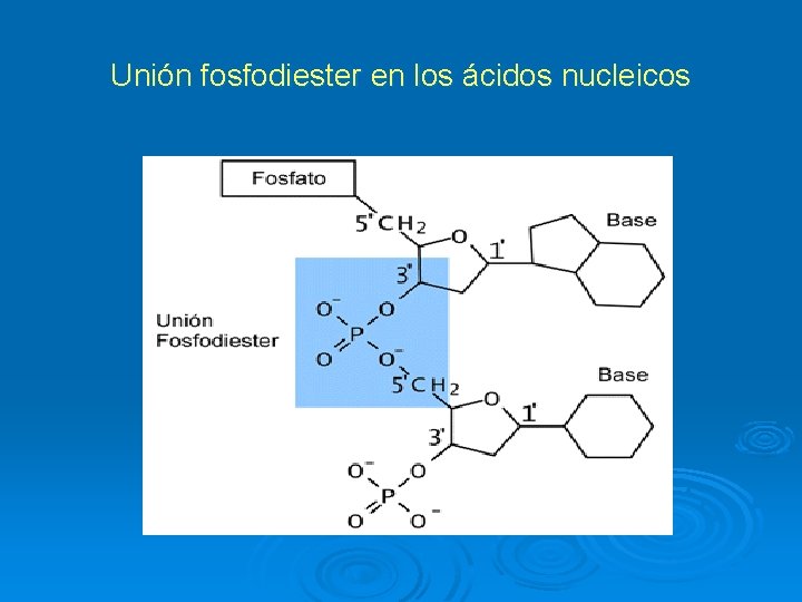 Unión fosfodiester en los ácidos nucleicos 