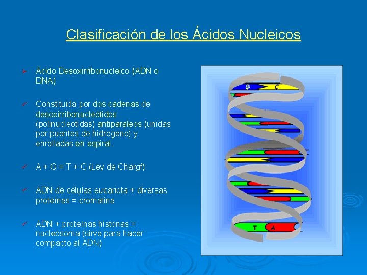 Clasificación de los Ácidos Nucleicos Ø Ácido Desoxirribonucleico (ADN o DNA) ü Constituida por