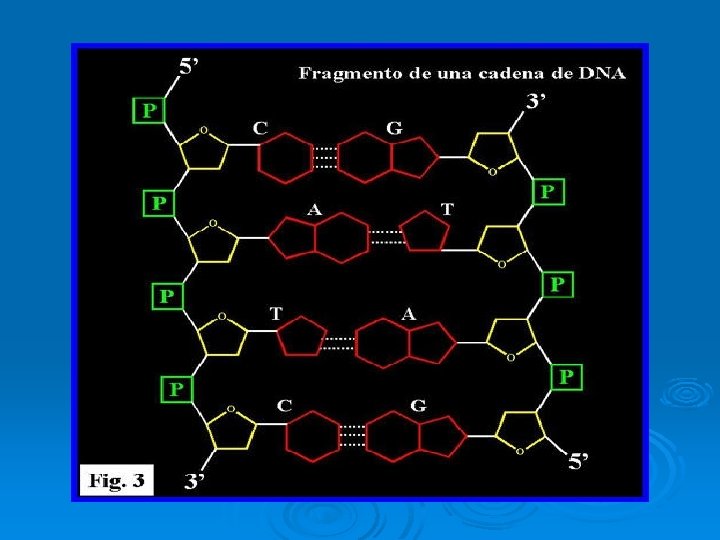 Figura 3: Estructura molecular básica del ADN. 