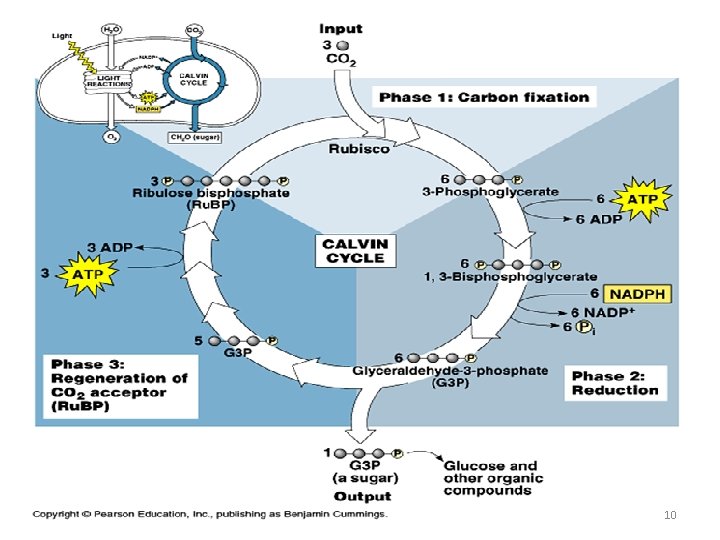 Phase 2: The Calvin Cycle 10 