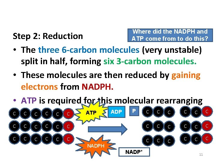 Phase 2: The Calvin Cycle Where did the NADPH and ATP come from to