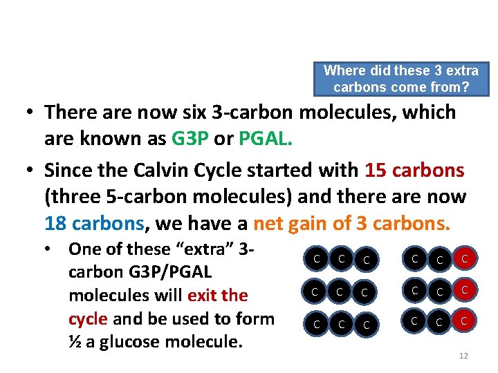 Phase 2: The Calvin Cycle Where did these 3 extra carbons come from? •