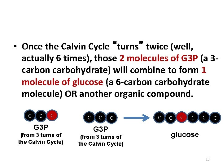 Phase 2: The Calvin Cycle • Once the Calvin Cycle “turns” twice (well, actually