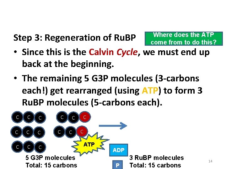 Phase 2: The Calvin Cycle Where does the ATP Step 3: Regeneration of Ru.